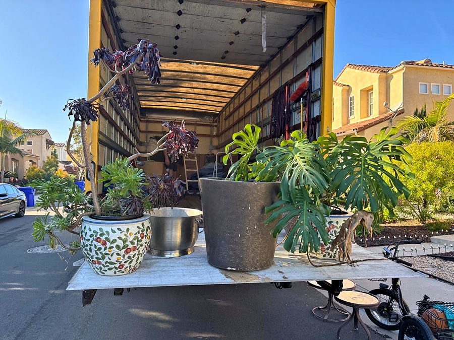 Potted houseplants and succulents staged on the liftgate of a Discount Movers truck in San Diego